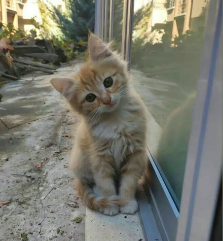 Ragdolls kitten for sale in Syndeny WA Australia