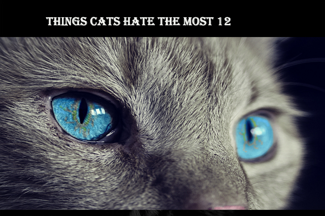 12 Things Cats Hate the Most