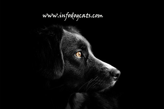 What is the popular saying about dogs?