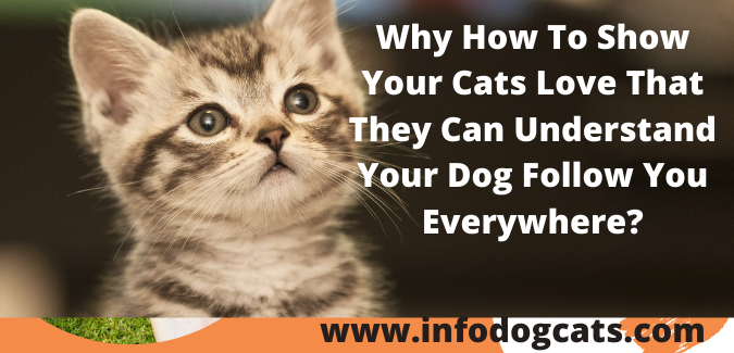 How To Show Your Cats Love That They Can Understand