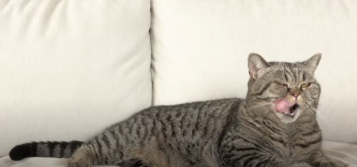 How Often Should You Feed Your Cat?
