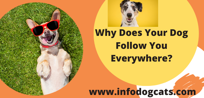 Why Does Your Dog Follow You Everywhere?