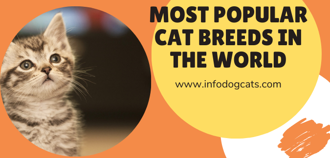 Most Popular Cat Breeds in the World