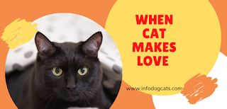 When cat makes love
