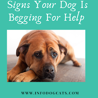 Signs Your Dog Is Begging For Help
