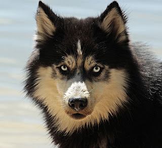 Things Dogs Love the Most