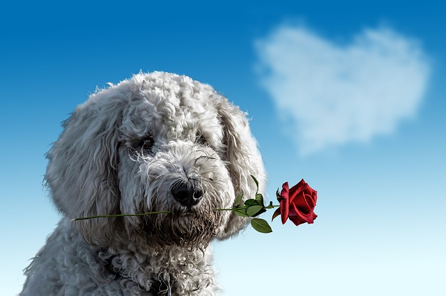 MUST LOVE DOGS