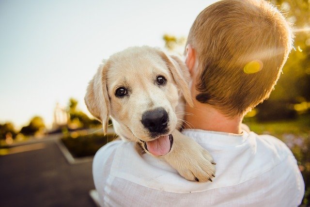 How Dogs Humans language?