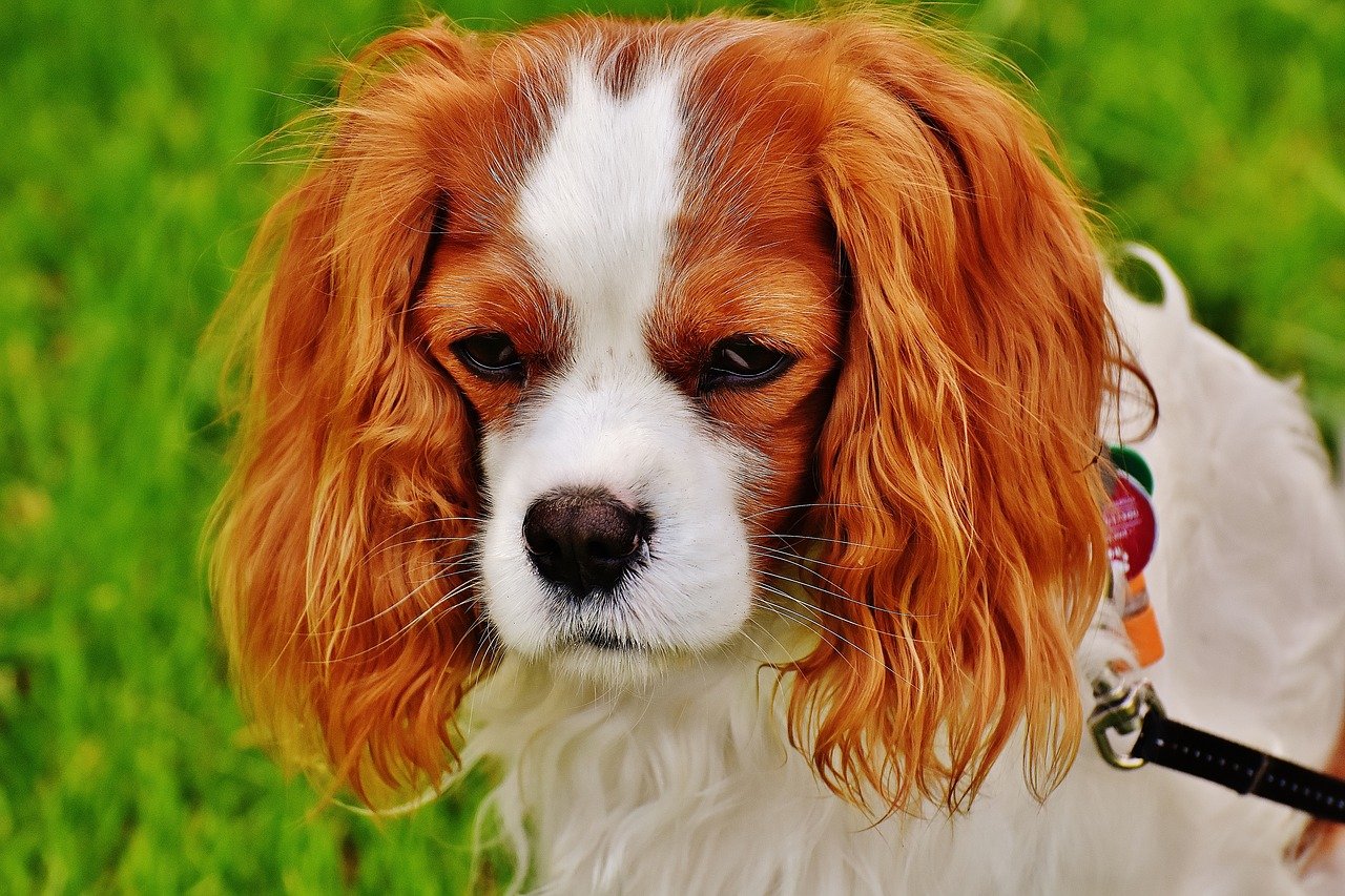 10 Best Indoor Dogs
