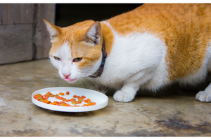 Why Won't My Cat Eat? Understanding the Reasons Behind
