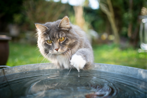 Why Cats Hate Water Exploring the Evolutionary and Biological Reasons Behind Feline Aversion to Water