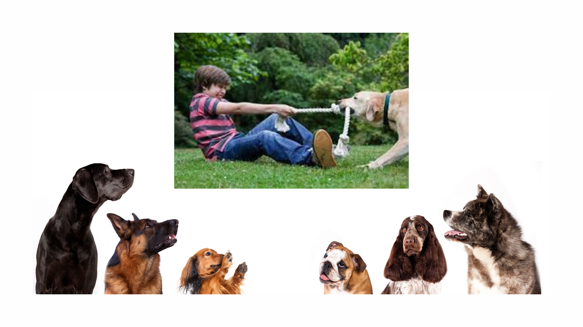 Dogs love to play