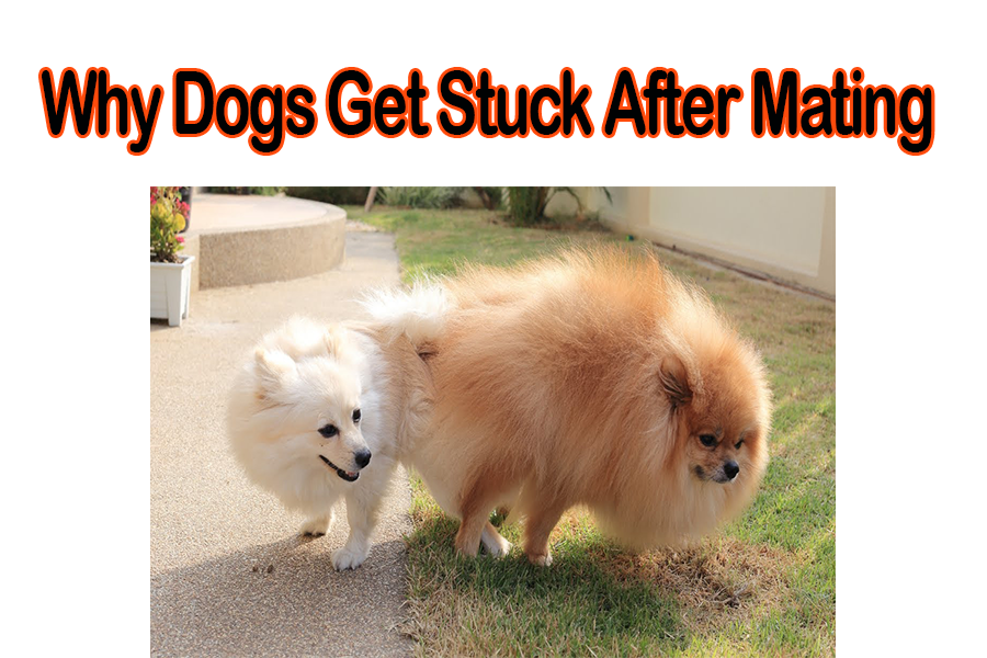 Why Dogs Get Stuck After Mating?