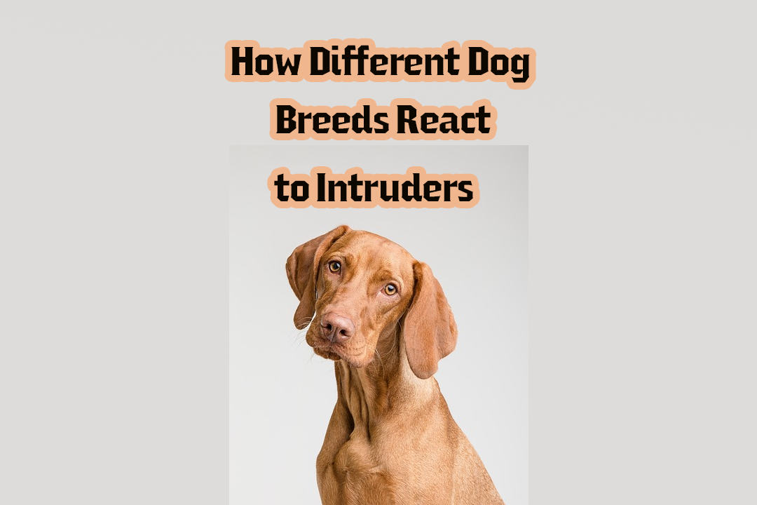 How Different Dog Breeds React to Intruders