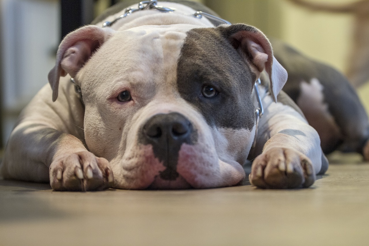 How can we end the killing and torture of dogs?