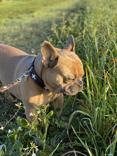 Why Dogs Eat Grass ?