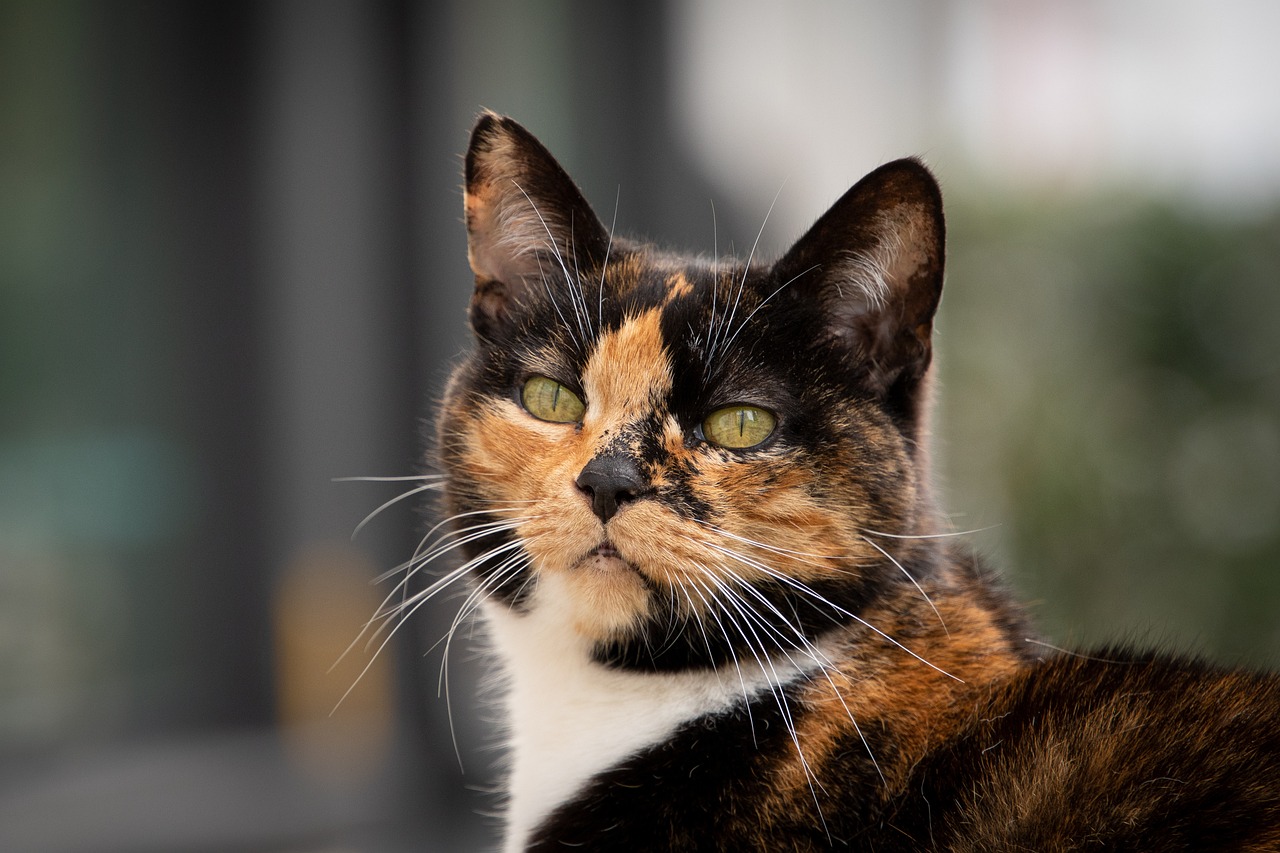 The Science of Why Do Cats Purr ? A Mysterious Sound of Self-Healing