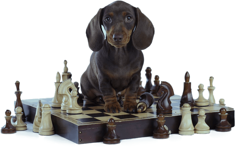 Unlocking Canine Potential What Sets Our Dog Training System Apart