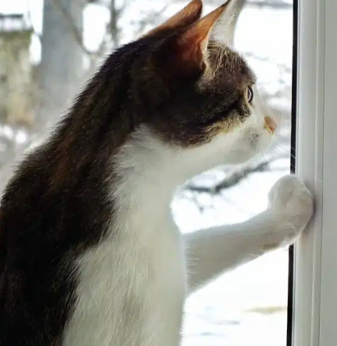 Why Is My Cat Scratching At The Window? 6 Common Reasons