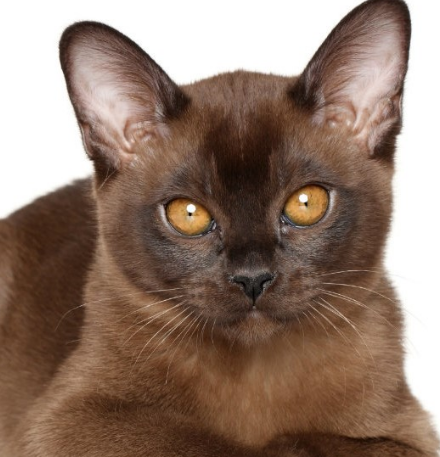 Discover the Enigmatic Personality and Alluring Colors of Burmese Cats | Find a Burmese Cattery Near You