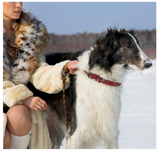 The Best Tough Leather Pet Collar for Philadelphia Eagles Fans
