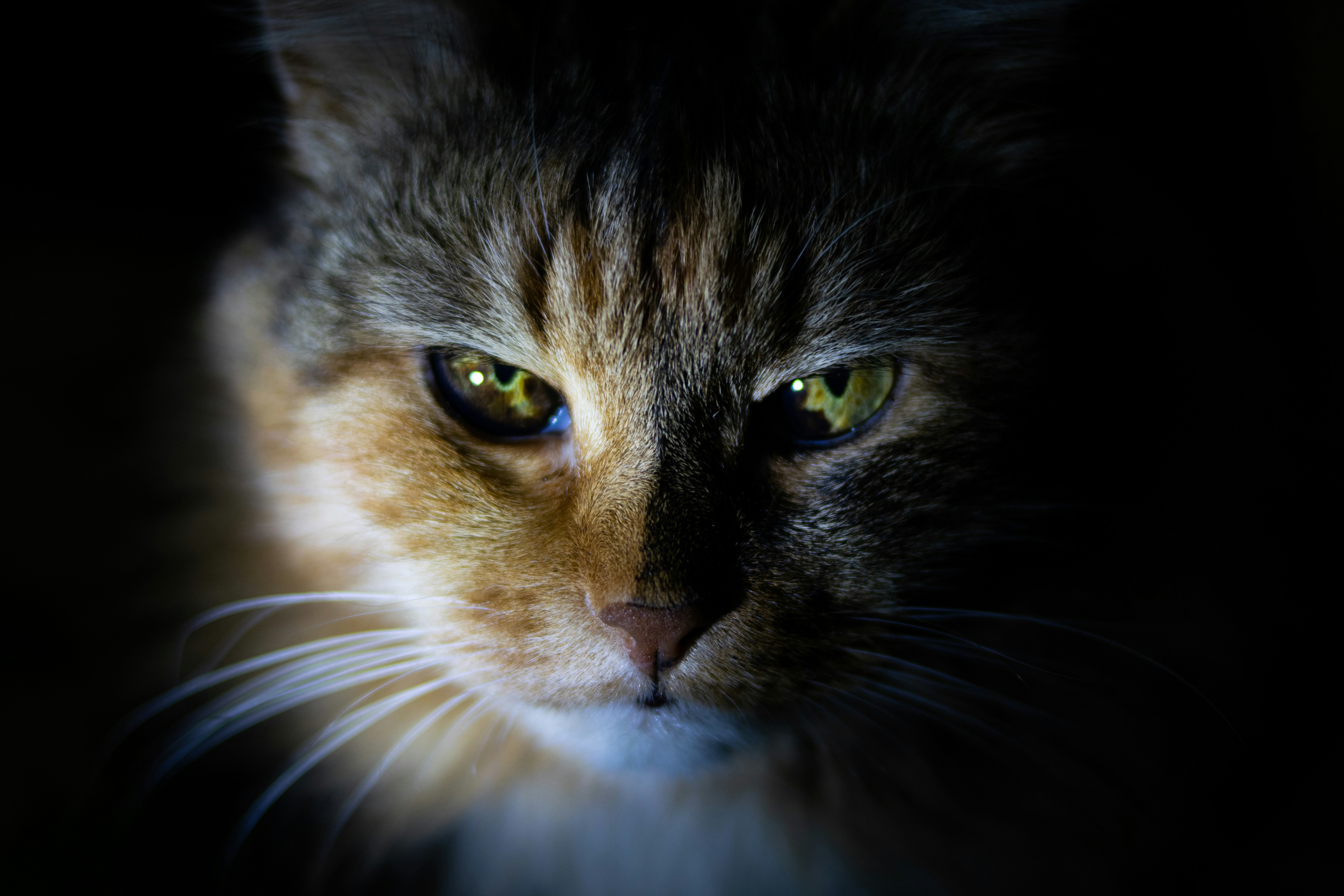 Kinds of Cats: A Comprehensive Guide to Feline Varieties