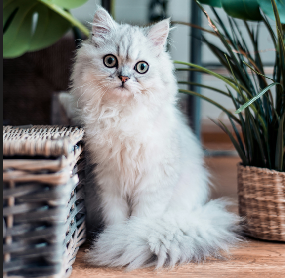 White Kitten: A Comprehensive Guide to Adoring and Caring for Your Snowy Feline Friend