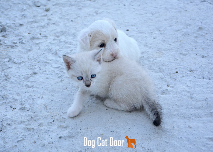 7 Best Dog and Cat Doors for Your Pets in 2026 – What You Need to Know
