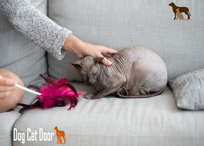 5 Best Hairless Cat Jumpers for Your Sphynx Cat’s
