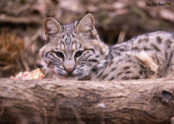 7 Best Places to Take Feral Cats