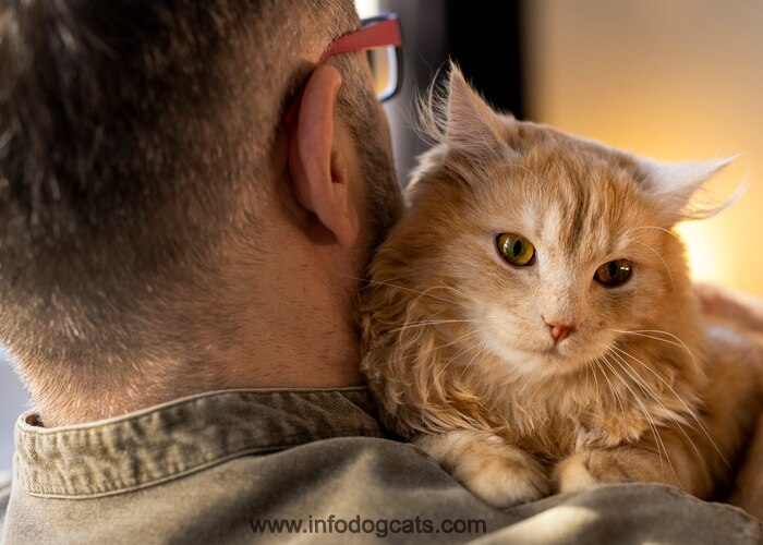 Maine Coon Cats 6 Amazing Facts About These Gentle Giants