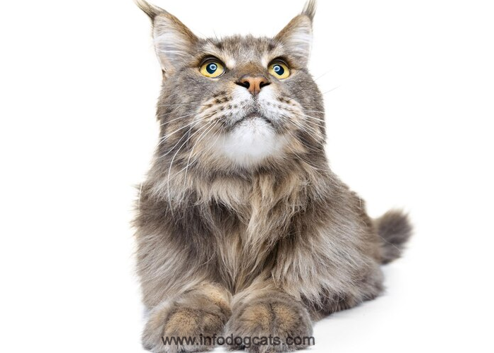 10 Amazing Maine Coon Kittens for Sale Melbourne