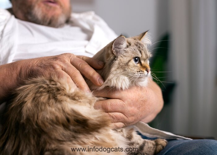 10 Fascinating Maine Coon Breed Facts