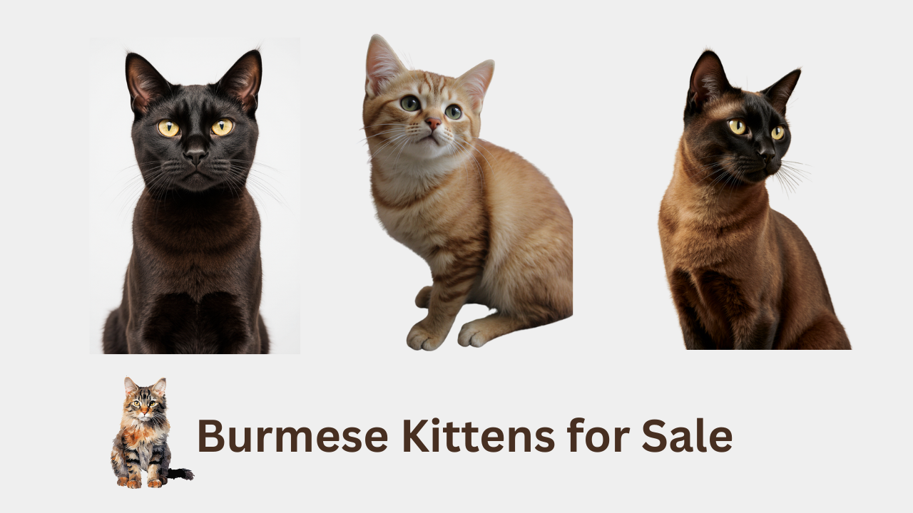 Burmese kittens for sale melbourne