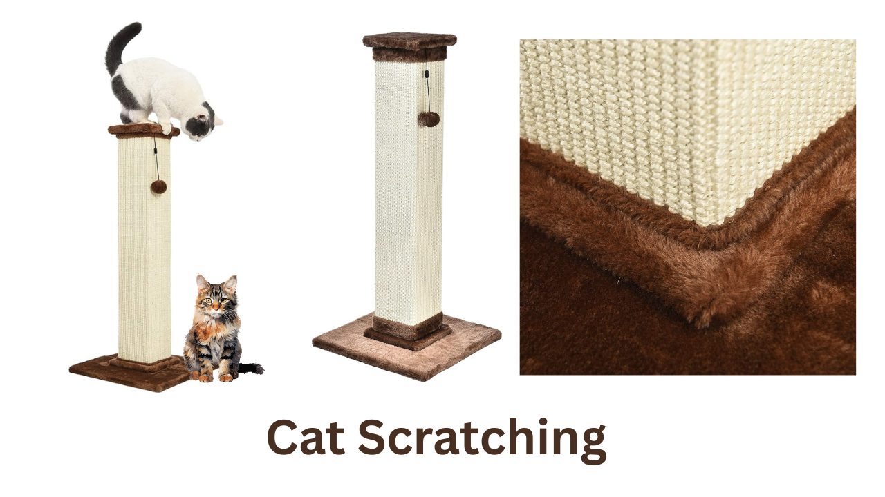 Best Cat Scratching Posts in Australia 2025