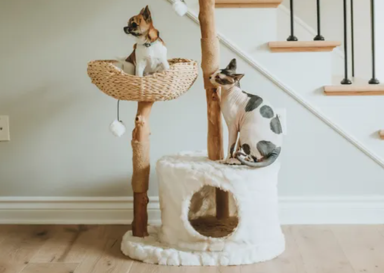 Top Cat Toys of 2025: Enrichment Essentials for Happy Aussie Cats