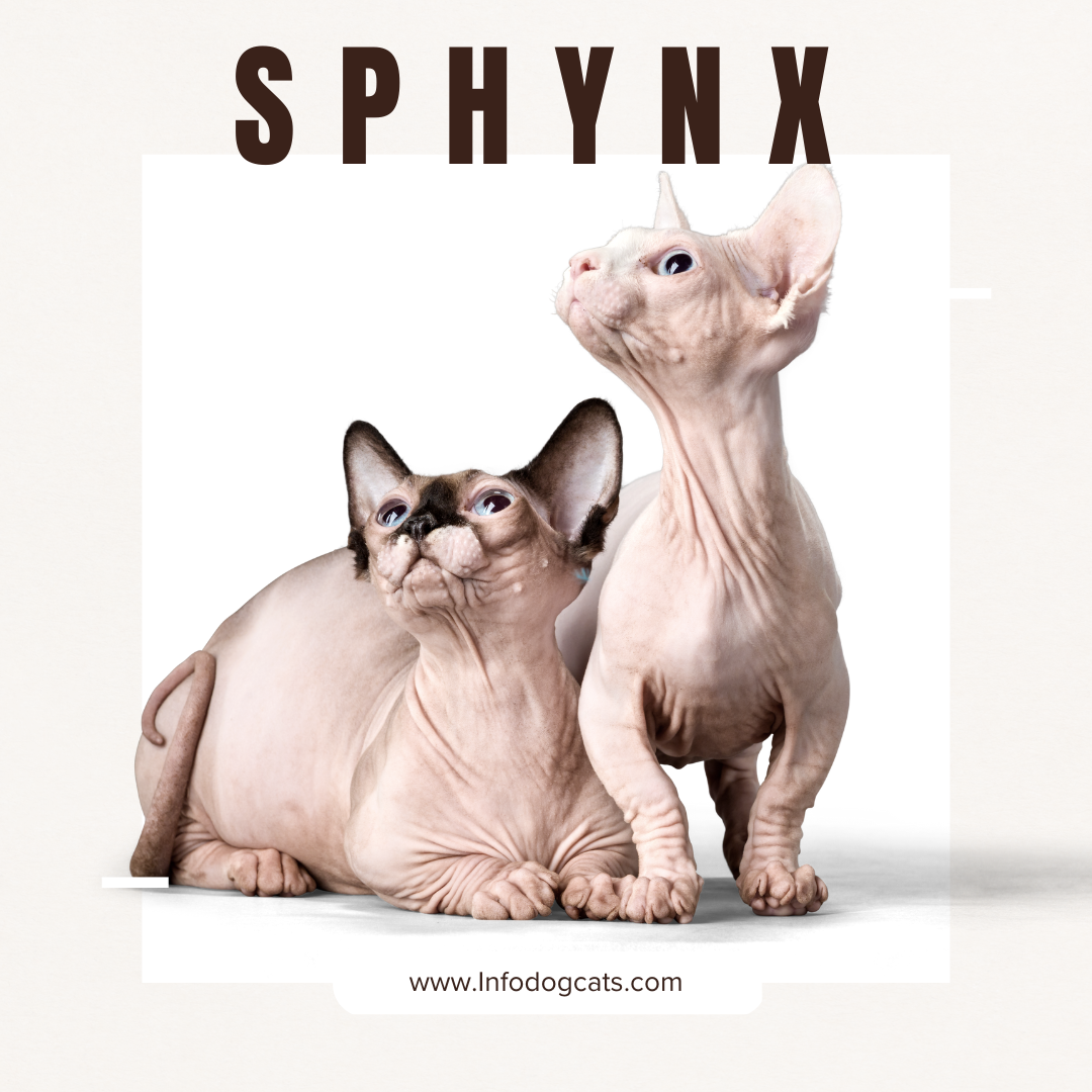 Sphynx Cats Australia: Complete Guide to Hairless Cats