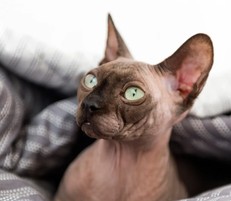 Sphynx Cats: Care, Grooming, and Training Tips