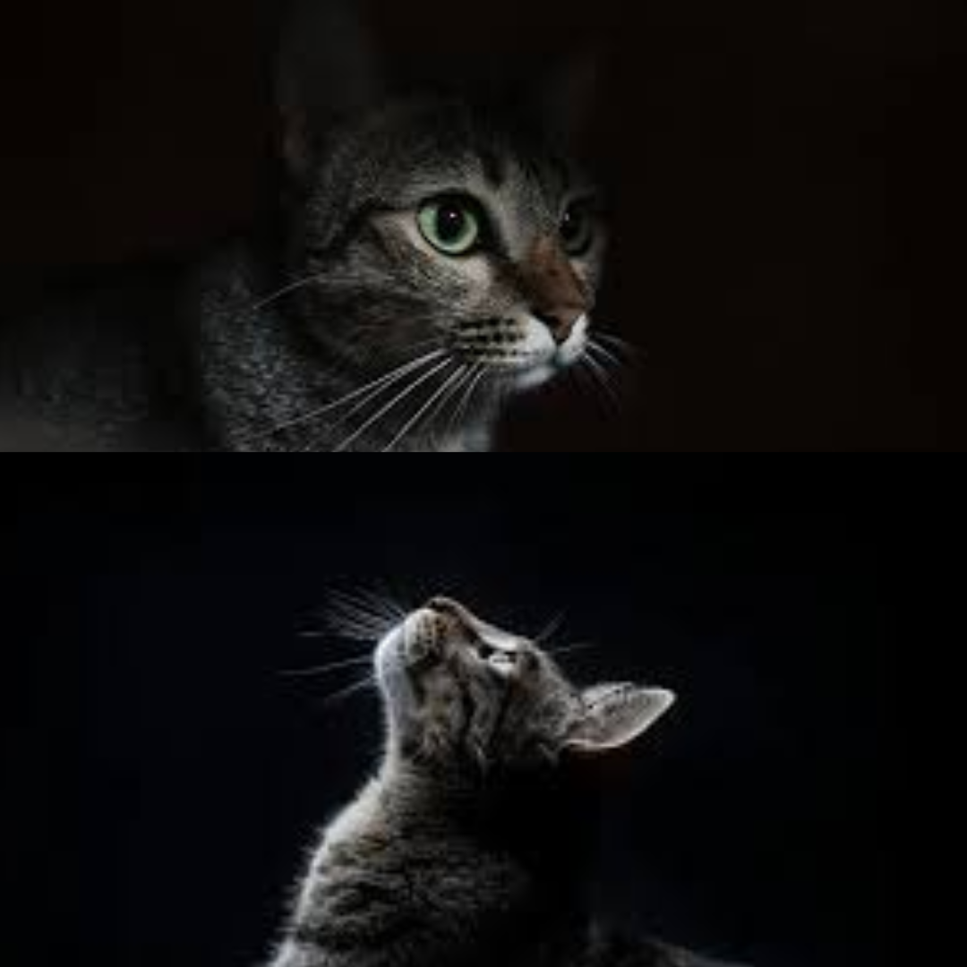 Can Cats See in the Dark? Truth About Cat Night Vision