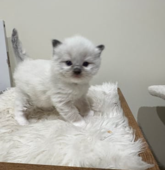 Rare Ragdoll Kittens Ready for Christmas | Melbourne VIC