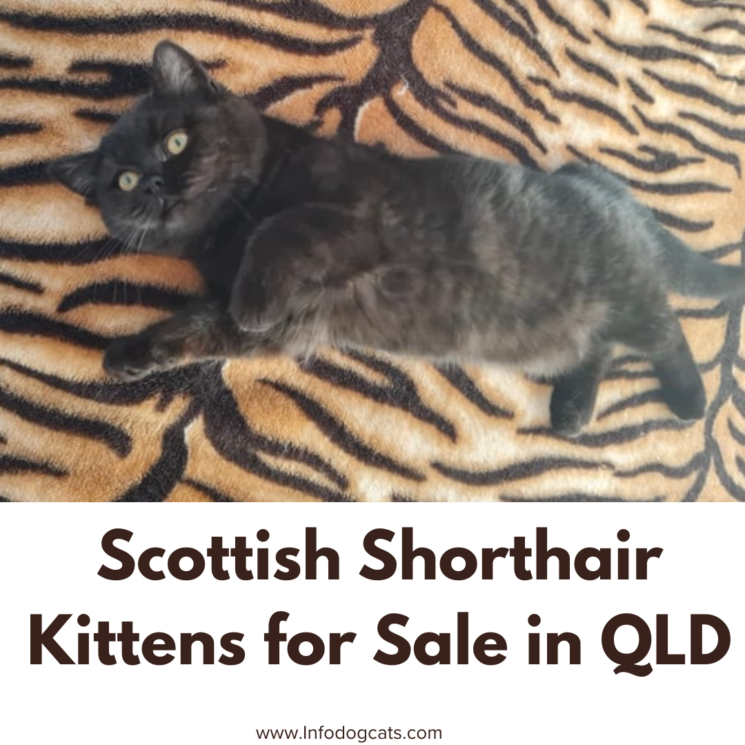 Scottish Shorthair Kittens for Sale in QLD