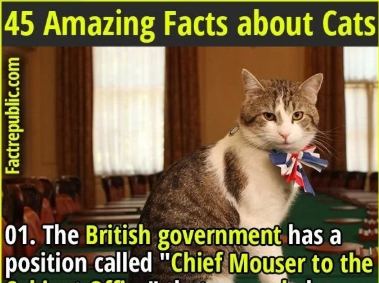 45 Amazing Facts about Cats