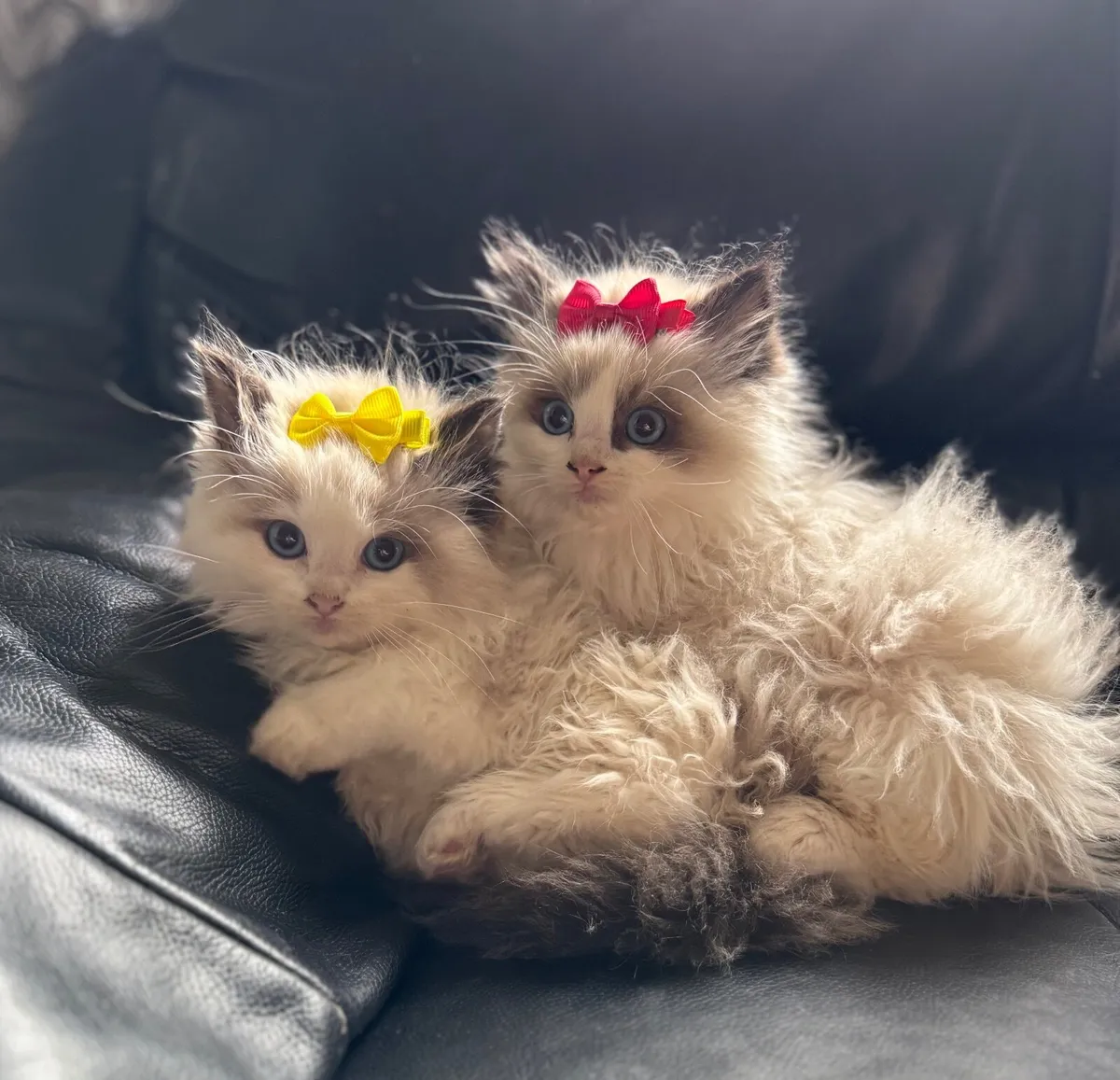 Why Are Ragdoll Cats So Expensive?