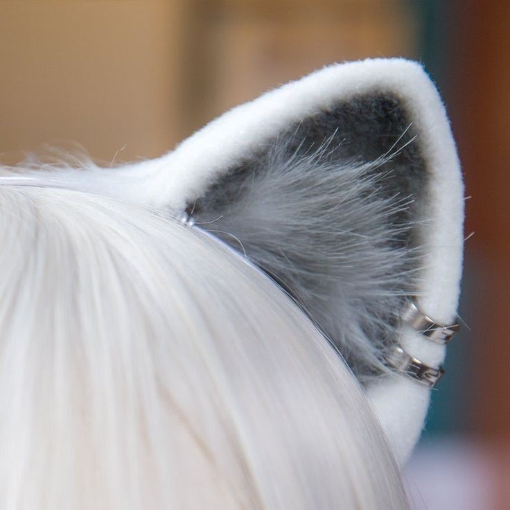 Cat Ear Problems & Cleaning Tips Feline Ear Health Guide
