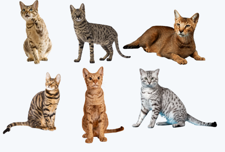 Legal Exotic Cat Breeds 15 Fascinating Cats You Can Welcome Into Your Home