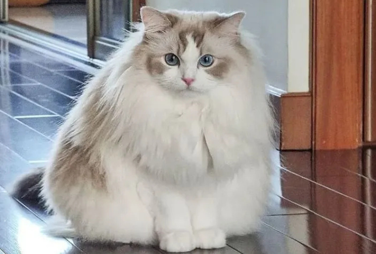 Ragdoll Cat Care Guide Traits, Health, Grooming Tips