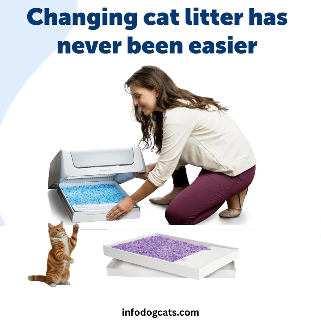 Crystal Cat Litter Tray Review: Why Cat Owners Love This Best Seller
