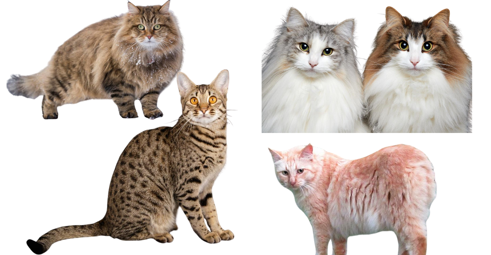 10 Biggest Domestic Cat Breeds And What to Know Before Adopting One