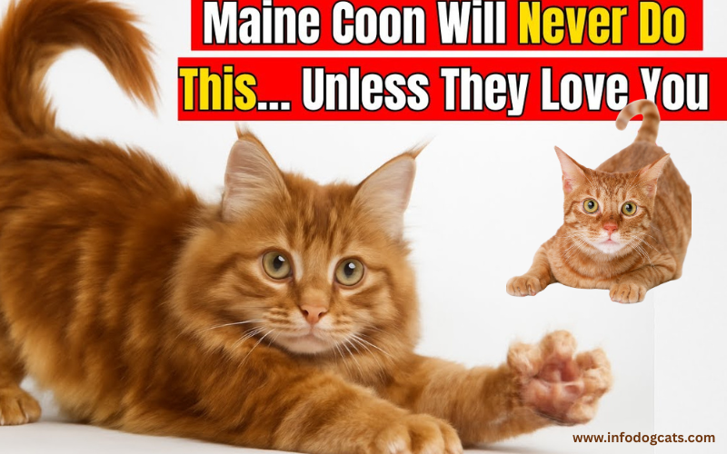22 Mysterious Facts About Maine Coon Cats Breeders Don’t Want You To Know