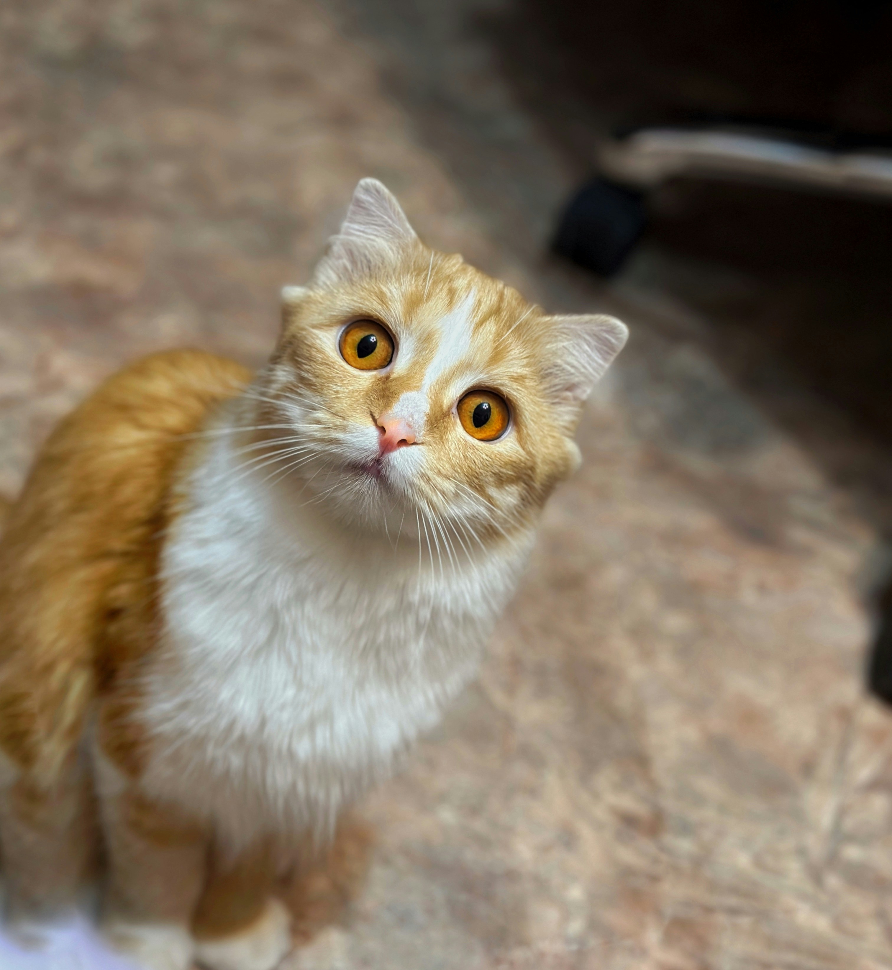 Maine Coon kitten for sale in Sydney NSW Australia